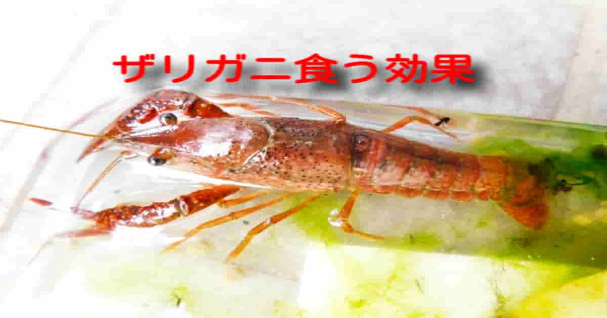 ザリガニ食う効果 キヨッピヨは器用貧乏